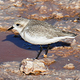 San Pedro de Atacama, Salar (wyprawa na cakowite zamienie Soca, Chile 2019)