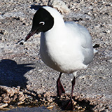 San Pedro de Atacama, Salar (wyprawa na cakowite zamienie Soca, Chile 2019)