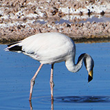 San Pedro de Atacama, Salar (wyprawa na cakowite zamienie Soca, Chile 2019)