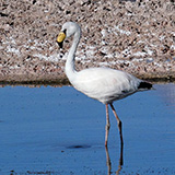 San Pedro de Atacama, Salar (wyprawa na cakowite zamienie Soca, Chile 2019)