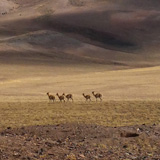 Vulcano Lastarria, Salar de Aguas Calientes (wyprawa na cakowite zamienie Soca, Chile 2019)