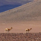 Vulcano Lastarria, Salar de Aguas Calientes (wyprawa na cakowite zamienie Soca, Chile 2019)