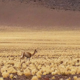 Vulcano Lastarria, Salar de Aguas Calientes (wyprawa na cakowite zamienie Soca, Chile 2019)