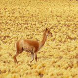 Vulcano Lastarria, Salar de Aguas Calientes (wyprawa na cakowite zamienie Soca, Chile 2019)