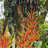 Twin Falls Maui Waterfall HANA; flowers