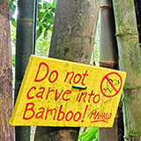 Garden of Eden Arboretum; bambus