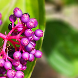 Garden of Eden Arboretum; flora