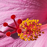 Garden of Eden Arboretum; flora
