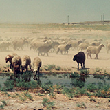 Wyprawa do Iranu i Turcji, 1996; fot. Wadi & Woreczko