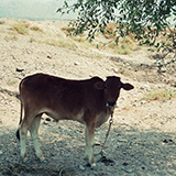 Wyprawa do Iranu i Turcji, 1996; fot. Wadi & Woreczko