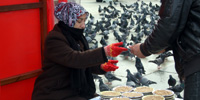 Gołębie w Stambule mają się świetnie