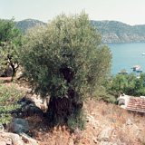 Demre, Fethiye, Myra (Turcja 1994); fot. Wadi & Woreczko