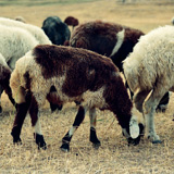 Turecki Kurdystan, Dogubayazit, Ararat, Paac Ishaka Paszy (Wyprawa do Iranu i Turcji, 1996); 